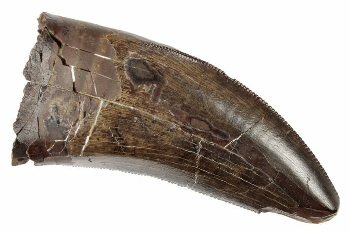 Serrated Tyrannosaur Tooth - Judith River Formation #189874